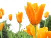 flower-wallpaper-flowers-249398_1693_1413