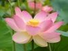 nelumno_nucifera_open_flower_-_botanic_garden_adelaide2
